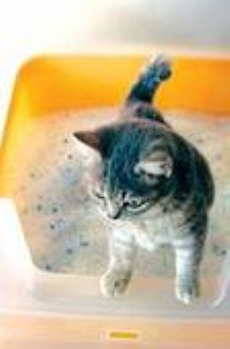 猫咪在使用猫砂